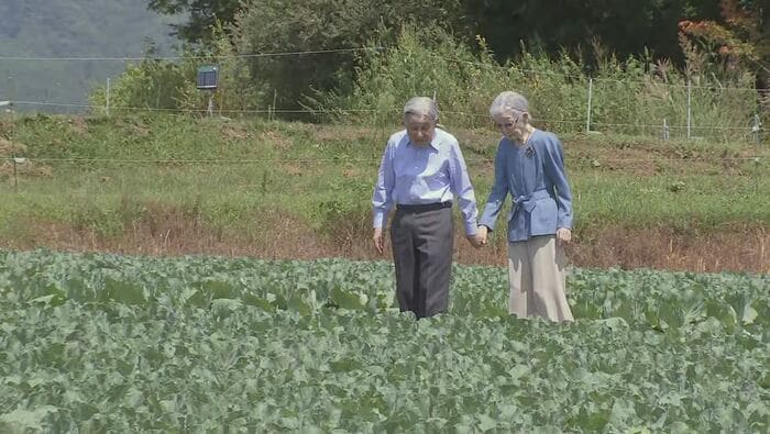 キャベツ畑を散策された上皇ご夫妻(8月23日)