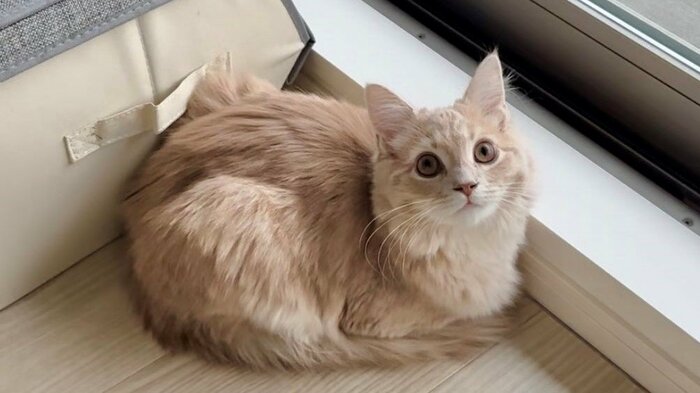 今回の主役、きなこくん