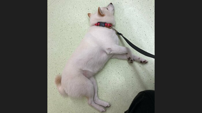 動物病院の待合室でこの様子