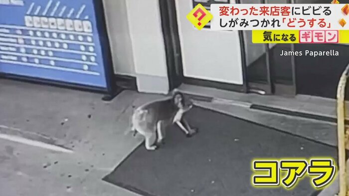 カメラが捉えた小さな灰色のコアラ