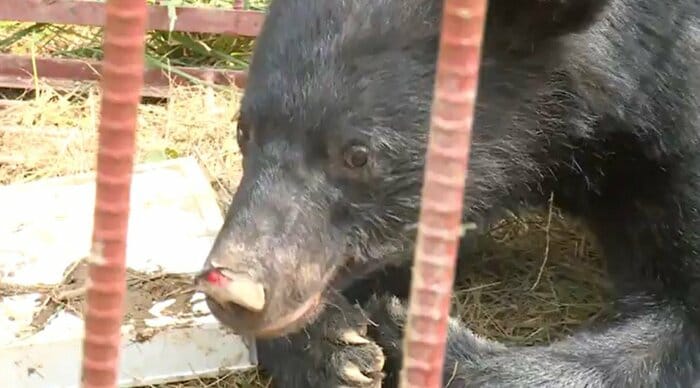 初の捕獲となったクマ