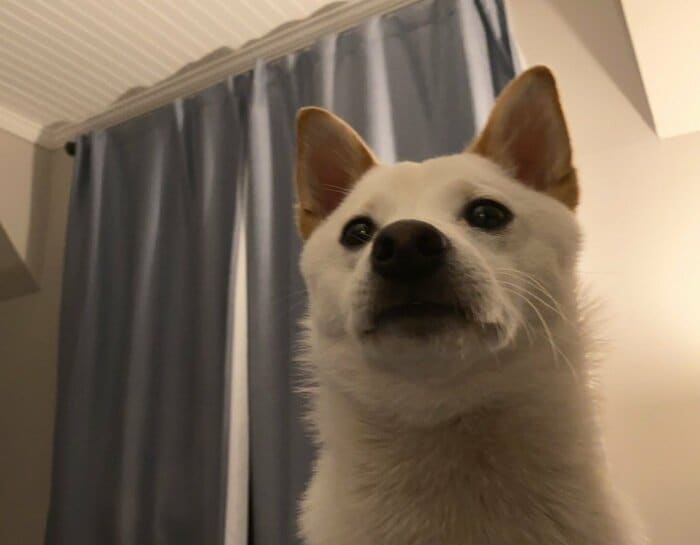 飼い主さんが「インカメ」で撮ったくま君。この日はカメラにかなり接近