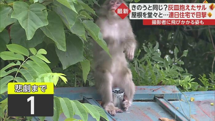 木の実をを取るために立ち上がると…