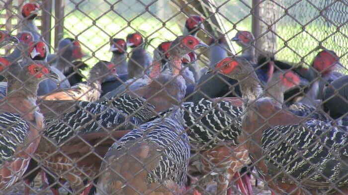 放鳥されたシマハッカン