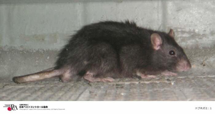 ドブネズミ（日本ペストコントロール協会）