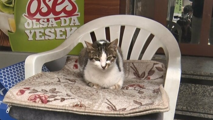 殺された子猫5匹の母猫