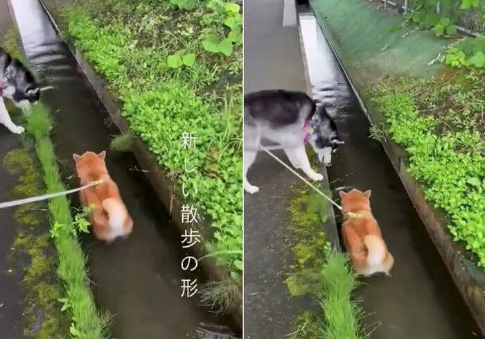 提供:柴リアンハスキーもちごめ兄弟さん