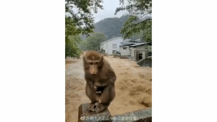 サルも濁流を前に呆然(ウェイボより)