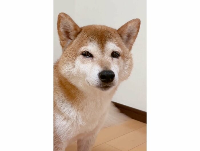 ムックくん(提供:ムックパパさん)