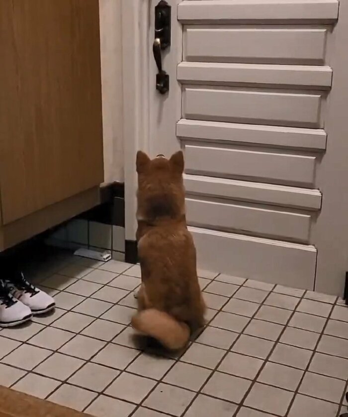 柴犬の麦くん