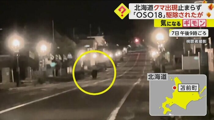 クマが道路を歩いている