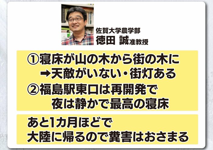 天敵がおらず 夜は静かで最高の寝床に