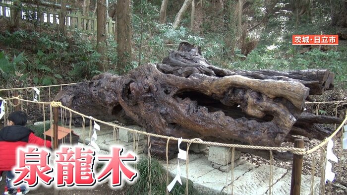 泉神社の泉龍木