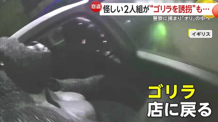 警察によってパトカーにのせられるゴリラ(Durham Constabulary)