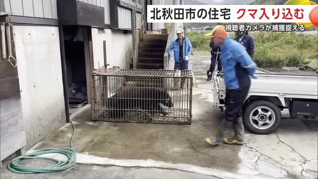 箱わなで捕獲されたクマ(視聴者撮影)