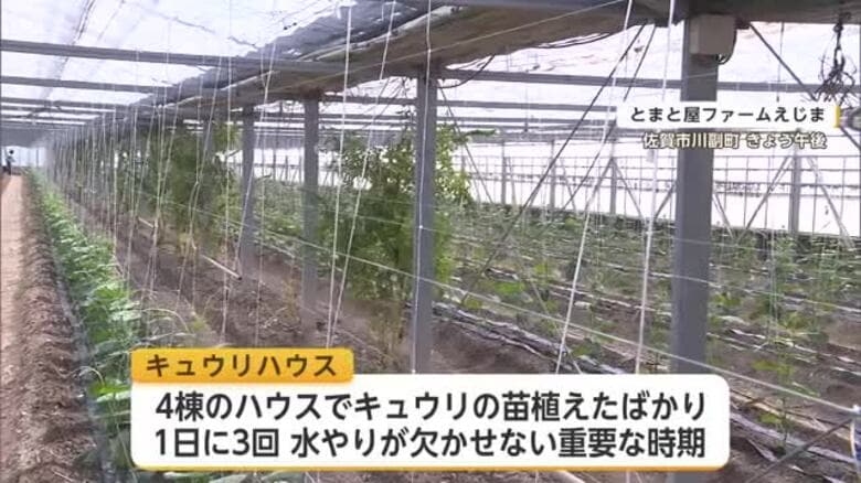ハウス内は39℃超…猛暑で過酷な農作業　キュウリ農家「必要最低限の作業に」【佐賀県】｜FNNプライムオンライン