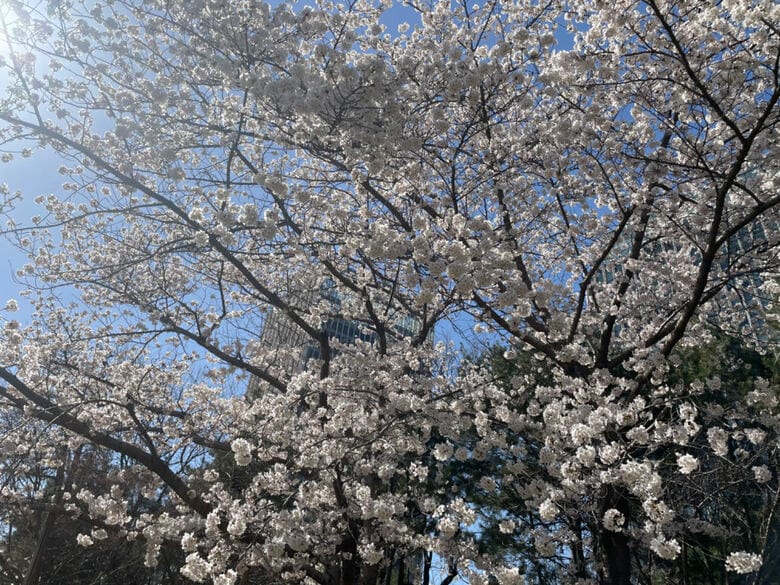 “ペットと桜”　日中がいがみ合うのは似ているから？　日本人と中国人の違いと複雑な感情　｜FNNプライムオンライン
