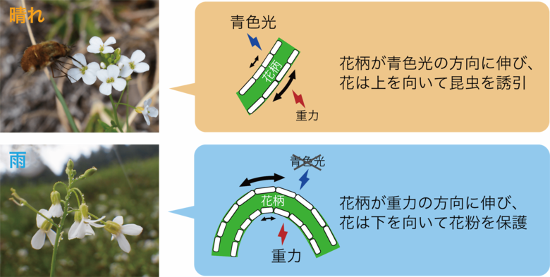 天候に応じて花が向きを変える意義とメカニズムを解明