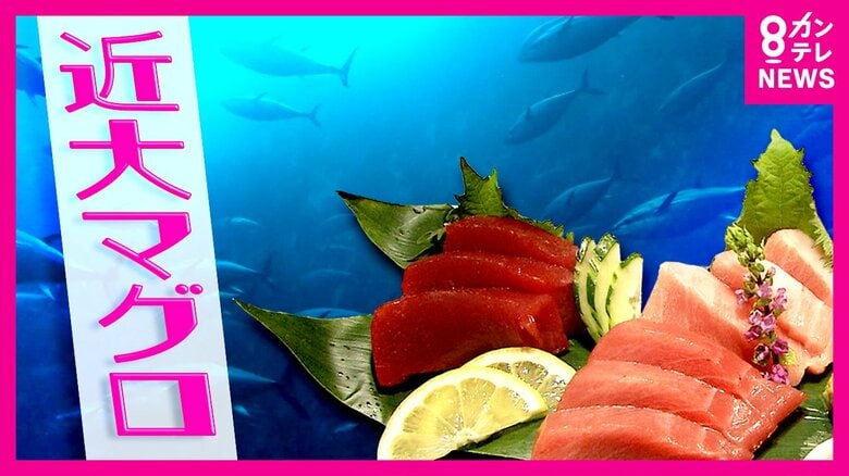 「世界初」のクロマグロ完全養殖　『近大マグロ』初出荷から20年　切り開いた「養殖」の未来｜FNNプライムオンライン