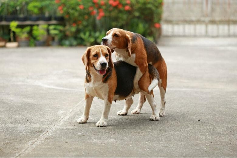 犬がマウンティングするのはなぜ？やめさせる方法も解説！