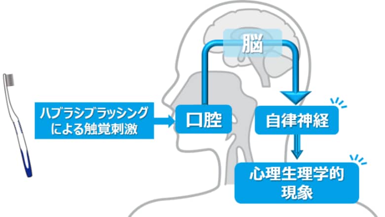 歯みがき行動は歯の健康に寄与するだけではなく、自律神経に影響を与え、前向きな心理状態に変化させることを確認
