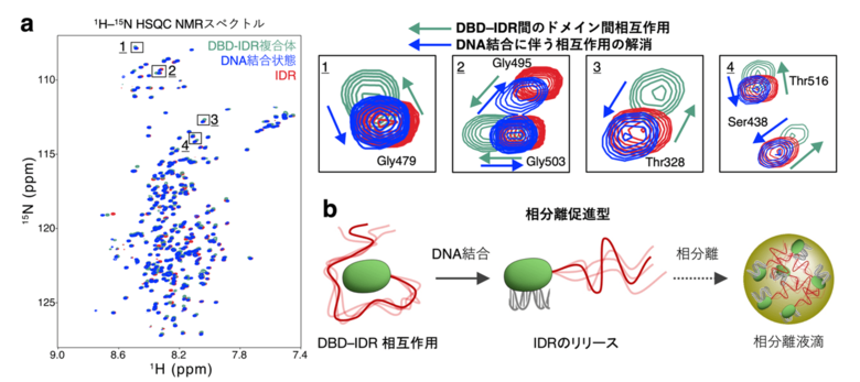 【徳島大学】相分離を介した転写因子ハブ形成を制御する「分子スイッチ」の機構を解明～構造揺らぎが転写因子の分子集合を制御する～