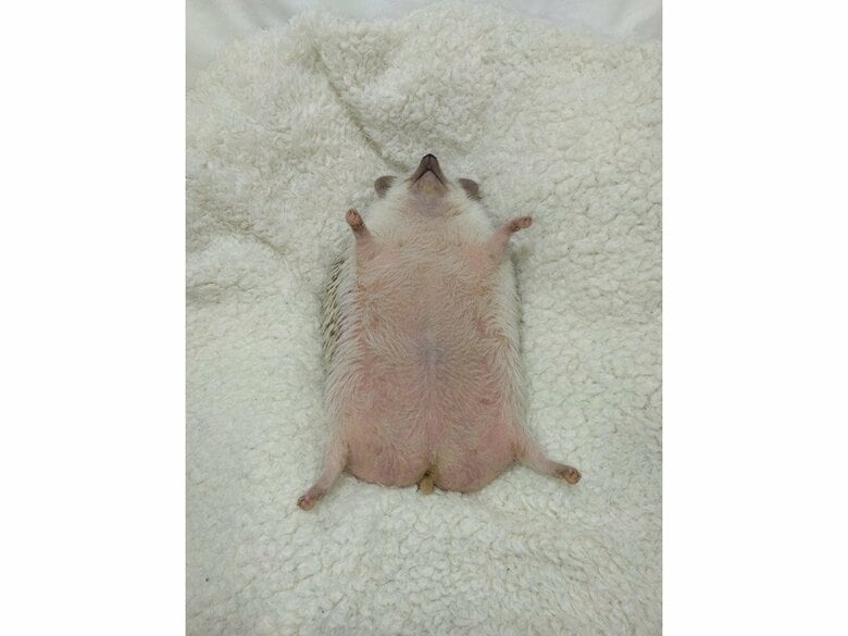 気持ち良さそう
