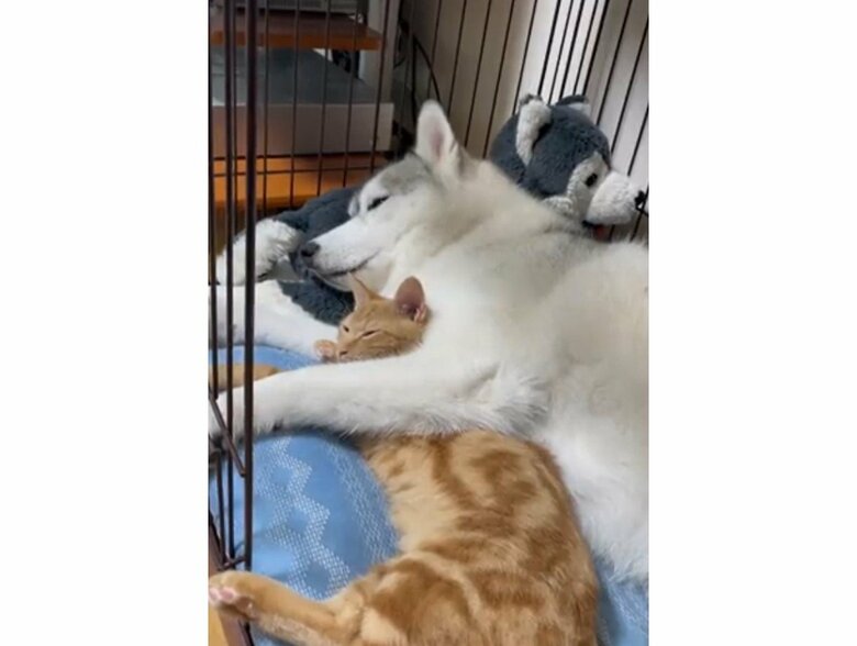 提供：かもしかさん