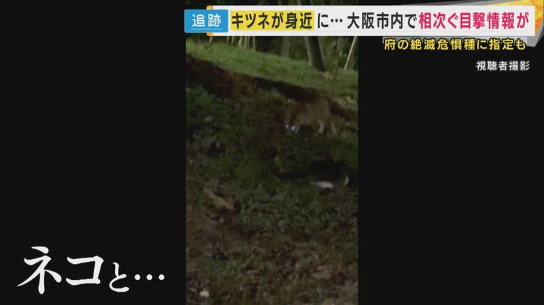 「ネコ」と争う様子も