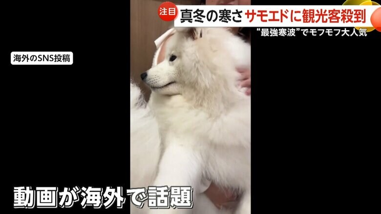 海外のSNSでサモエドの動画が投稿されている