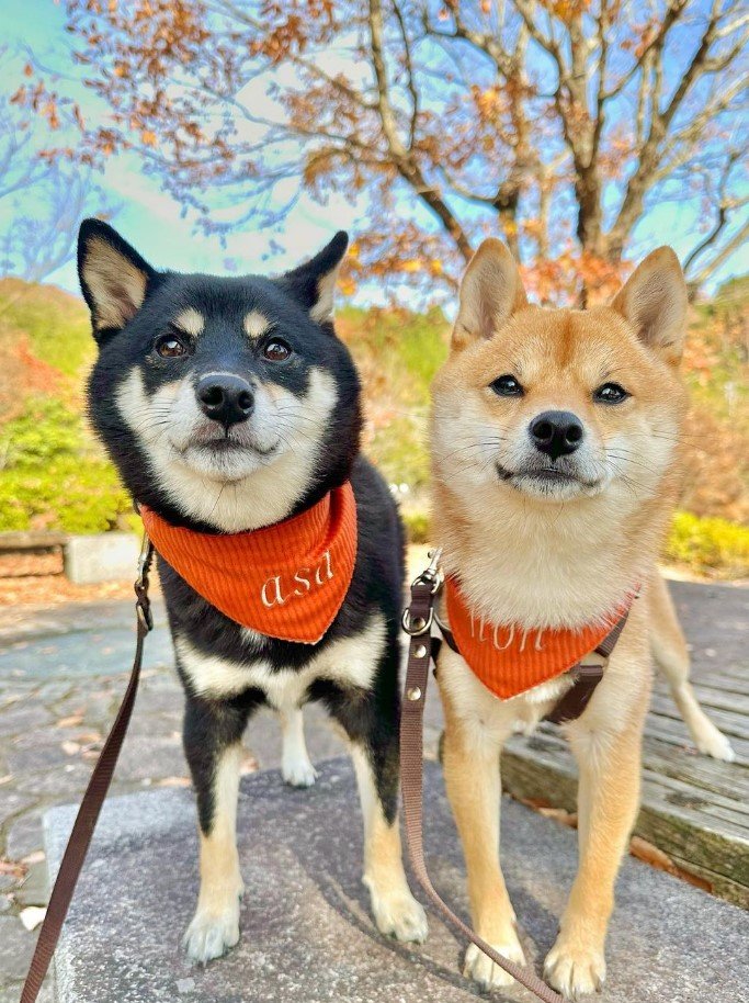 提供：豆柴あさのんさん