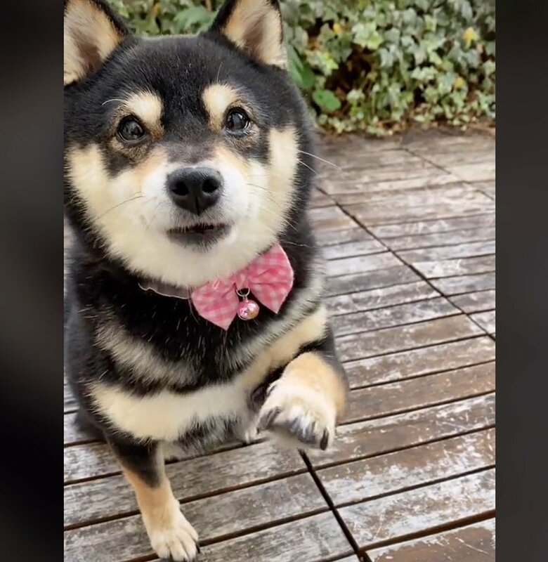 飼い主さんへのアピール