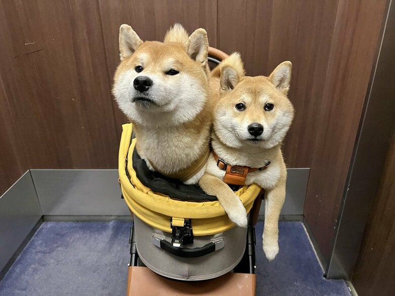 仲良くカートでお出かけ