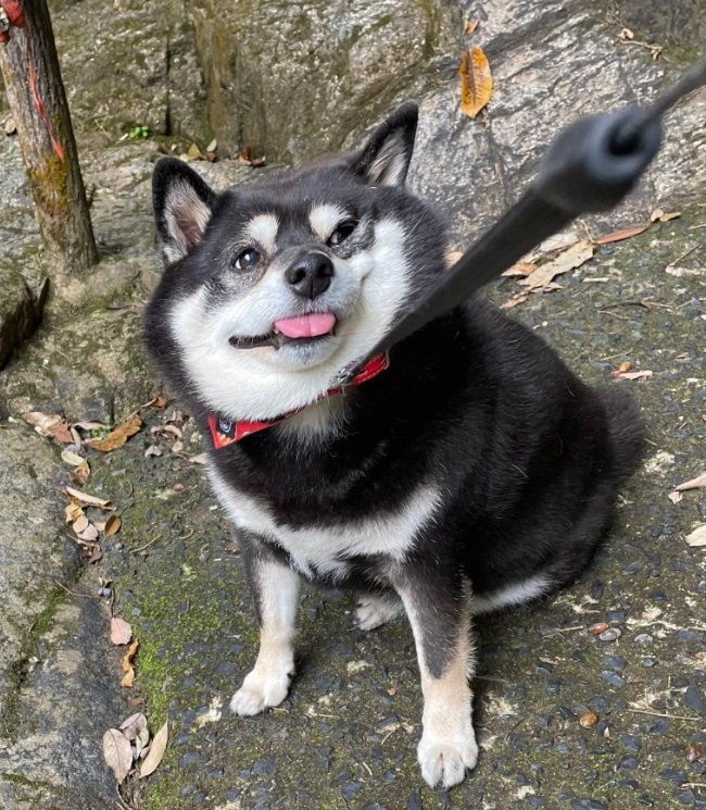 お散歩拒否中のたろうくん