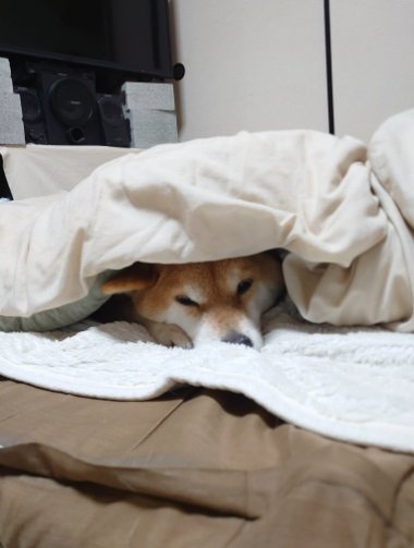 頭から布団にすっぽり