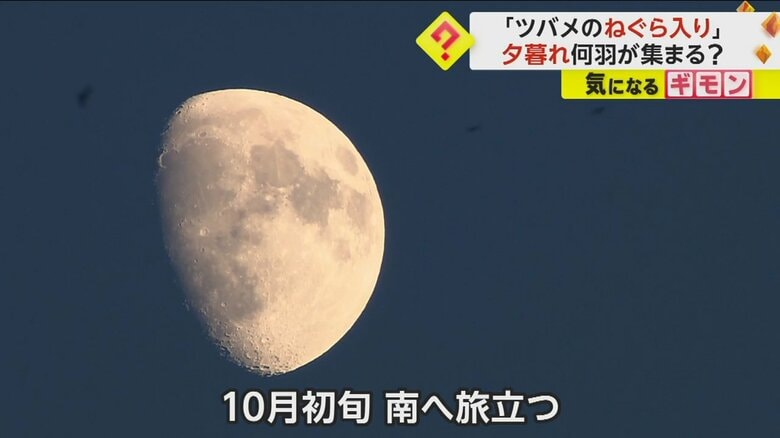 羽を休めたツバメたちは、10月初旬、冬を越すために南の空へ旅立つ