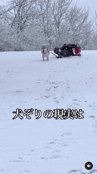 提供：ハスキーいちみちゃんと田舎暮らしさん