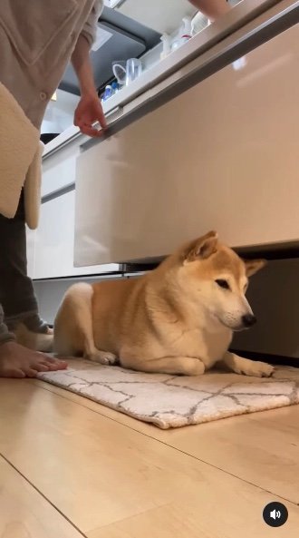 提供：柴犬Mamesuke・Korosuke大阪さん