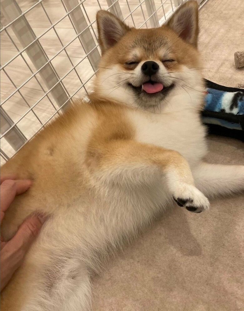 なでなでされてご満悦