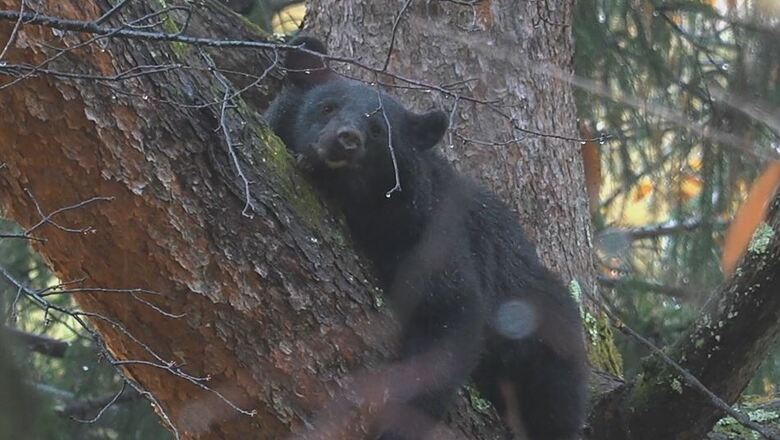 木に登るクマ（11月10日、大町市）