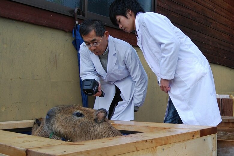 カピバラの皮膚の状態を計測する木村教授と井中賢吾さん（提供：山口大学共同獣医学部　木村透教授）