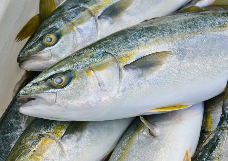 フクラギ（資料）