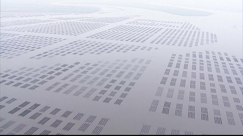 ノリ網が一面に広がる有明海