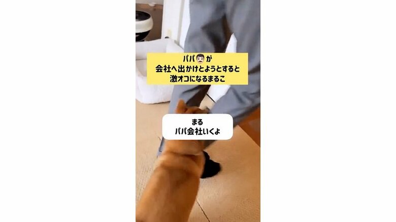 「まる、パパ会社いくよ」と声をかけると…