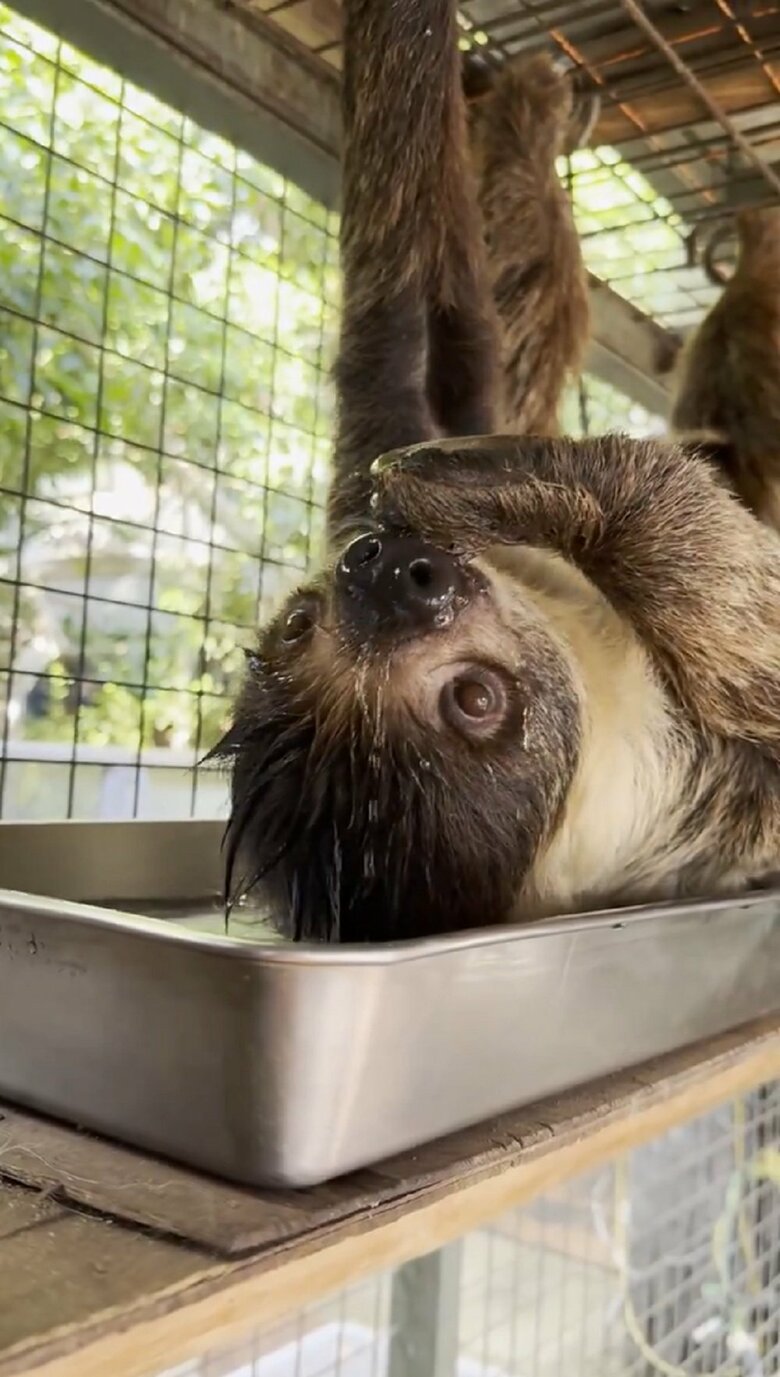 水がたくさんこぼれて顔や頭はぬれてしまっている（提供：神戸市立王子動物園）