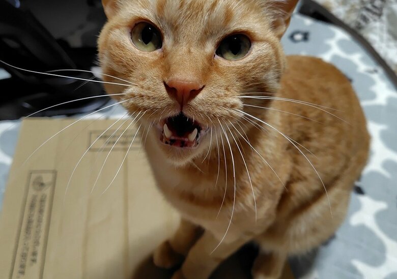 「何して遊ぶ？」