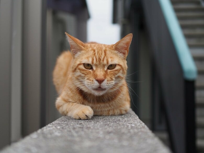 （画像はイメージ）