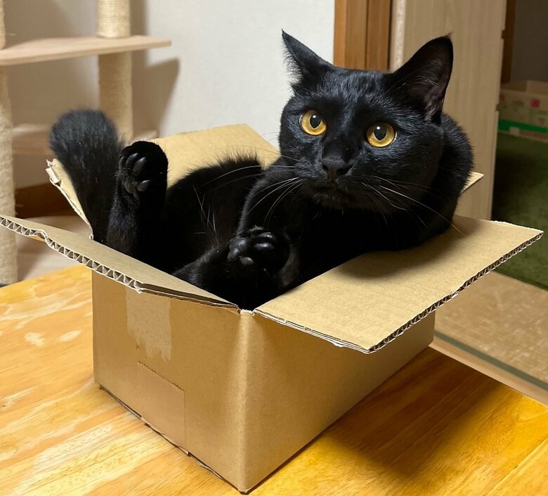 段ボール箱にすっぽり