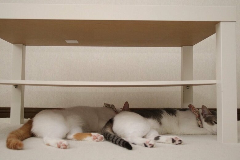 テーブルの下で同じ体勢で寝ていた