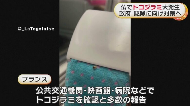 SNSに投稿された、トコジラミを見つけたとする投稿
